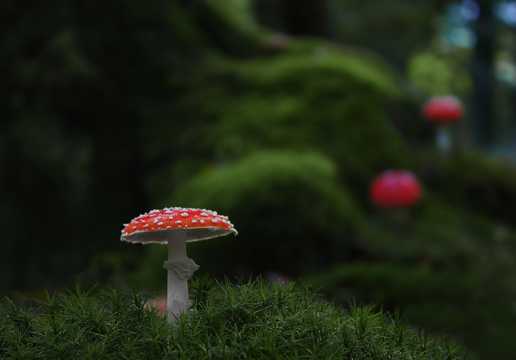 丛林里美丽的毒蘑菇图片