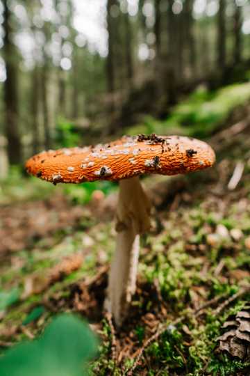 森林野生真菌蘑菇图片