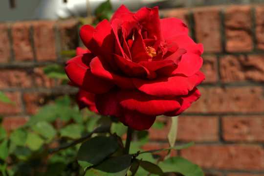 美丽红玫瑰花卉图片