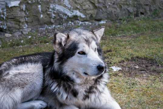 阿拉斯加雪橇犬成犬图片