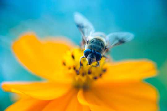 蜜蜂采蜜高清图片