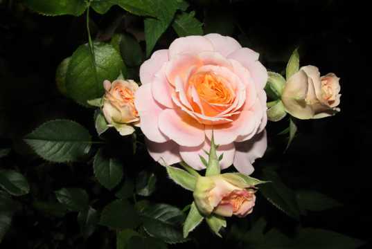 浪漫粉色玫瑰花素材图片