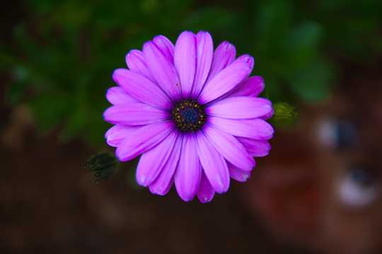 紫色菊花花卉拍摄图片