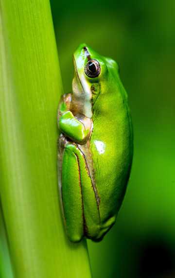 绿叶上的树蛙