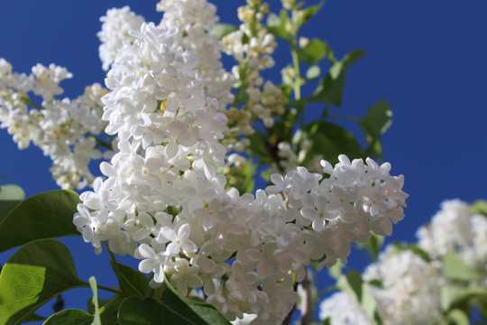 春日白色植物花草图片