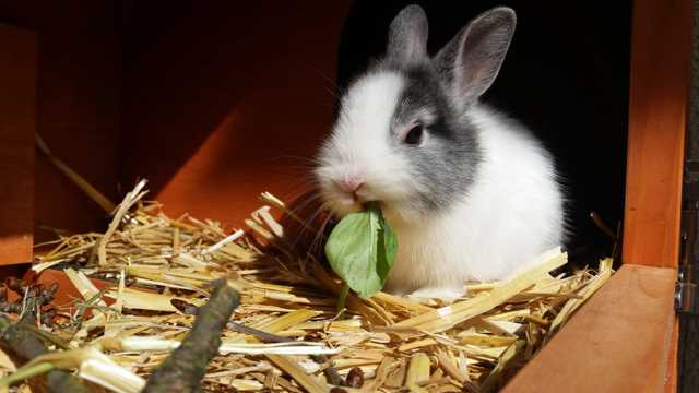 小兔子进食图片