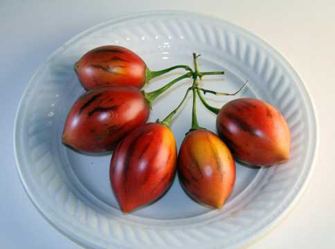 树西红柿图片