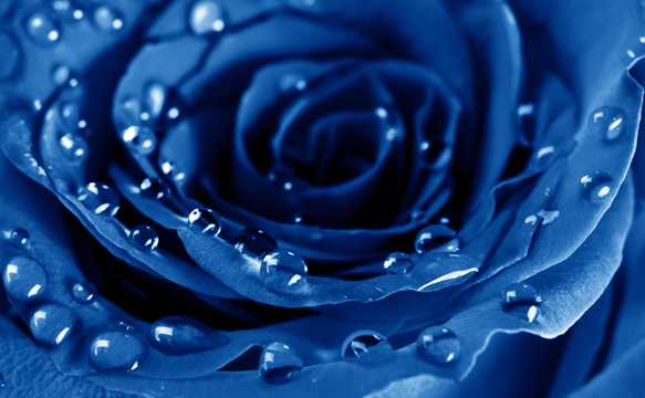 高清蓝色玫瑰图片