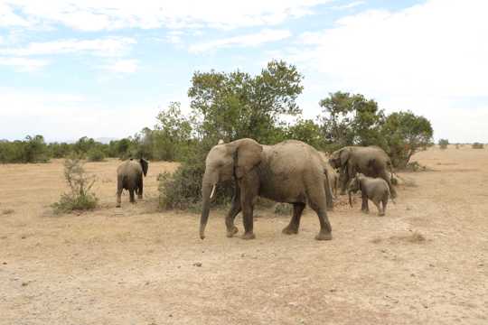 非洲野生大象群图片