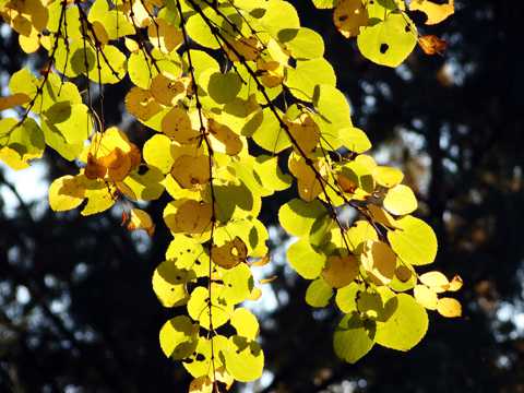 秋日黄树叶图片