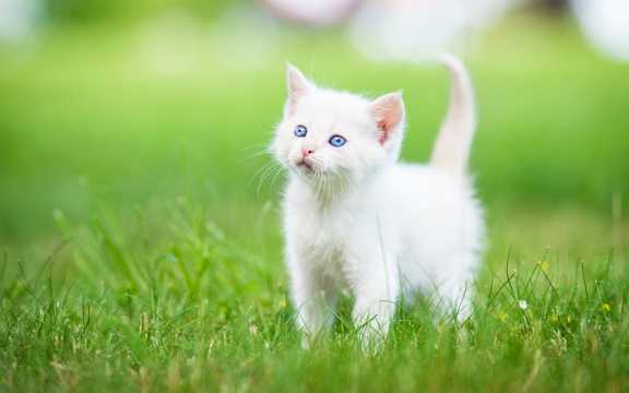 奶萌的小白猫