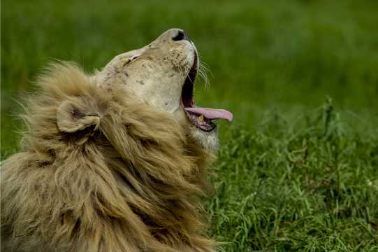 南非草场上的狮子图片