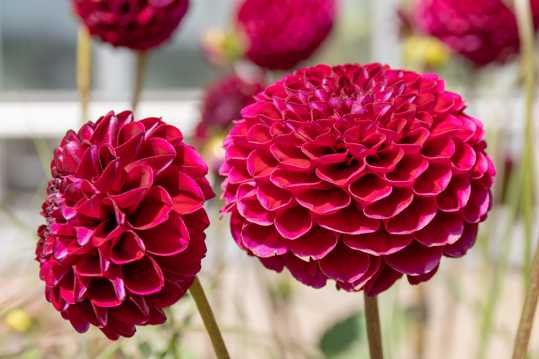 红色百日菊花卉图片