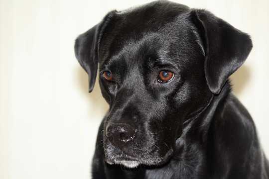 黑色萌宠狗肖像图片