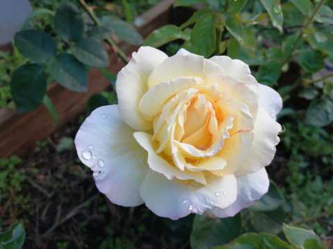 一朵白玫瑰花图片