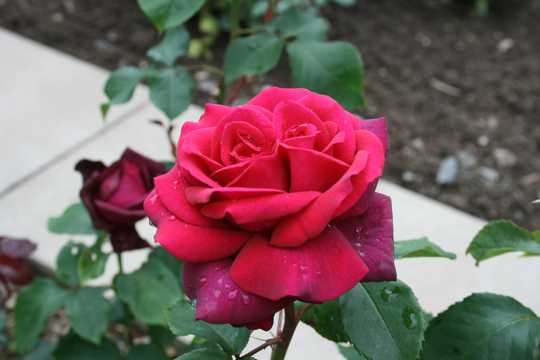 红色玫瑰鲜花开花图片