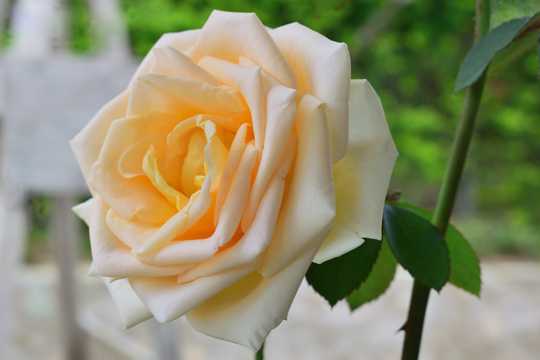 淡橙色玫瑰花卉图片