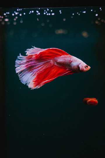 水中红色斗鱼图片