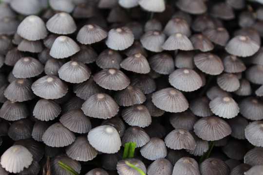 小蘑菇背景图片