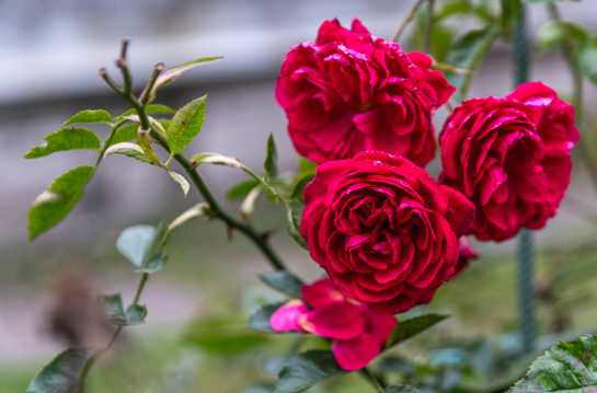 倩丽多姿的玫瑰花图片