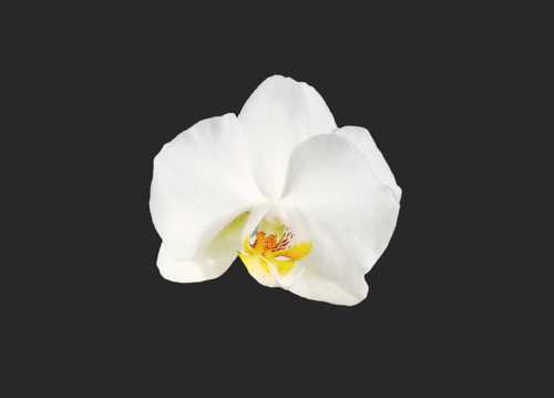 一朵白色兰花图片