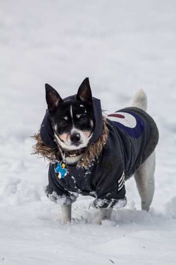 雪地里的柴犬图片
