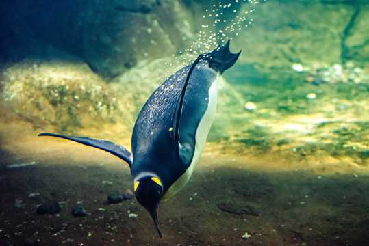 企鹅潜水猎食图片