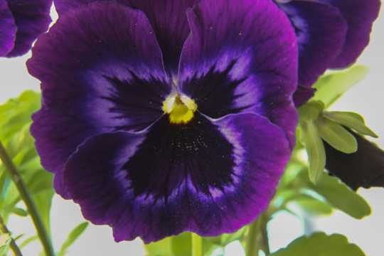 紫色三色堇花卉图片