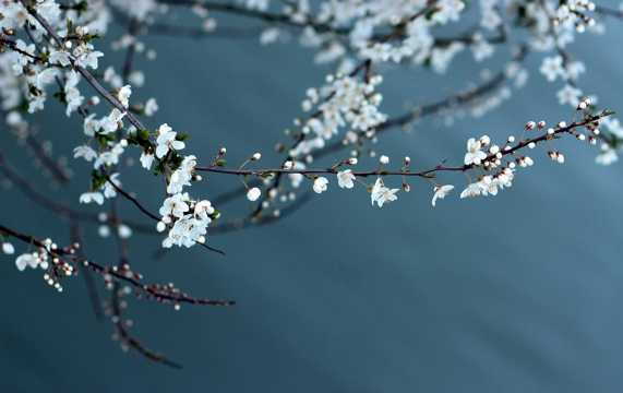 春之白梅花图片