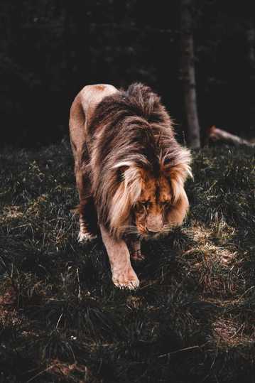 森林雄狮子图片