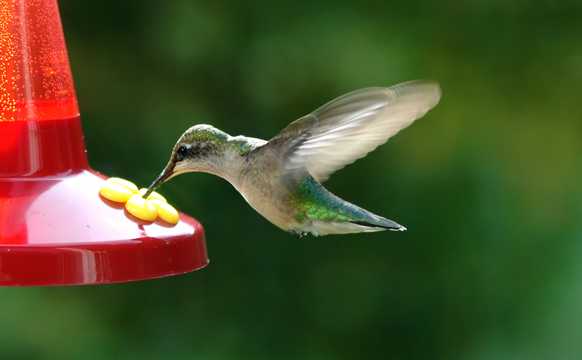 飞鸟采蜜吃食图片