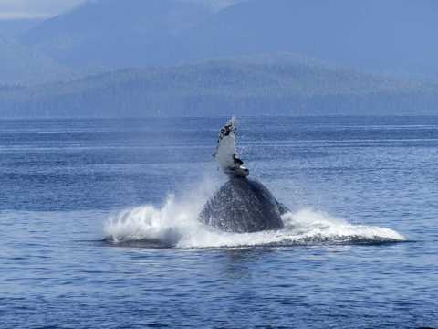 跃出海面的鲸高清图片