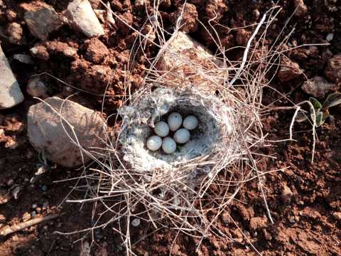 鸟巢中可人的鸟蛋图片