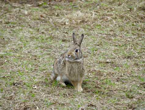 草场灰色野兔图片