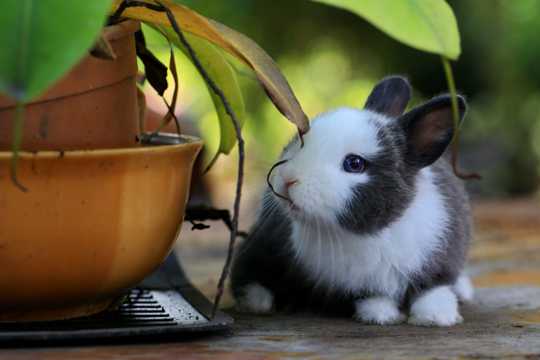 俏皮可人的兔子图片