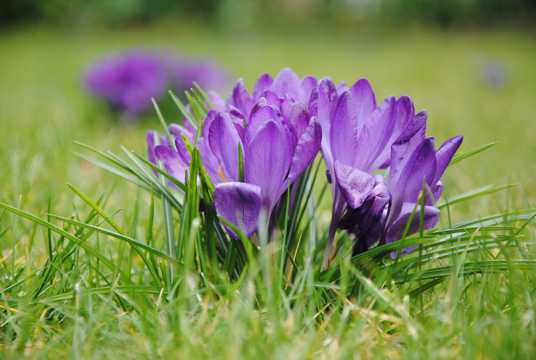草原紫色藏红花图片