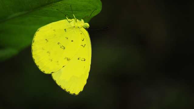 黄色蝴蝶拍摄图片