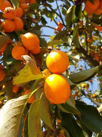 秋季橘子成熟图片