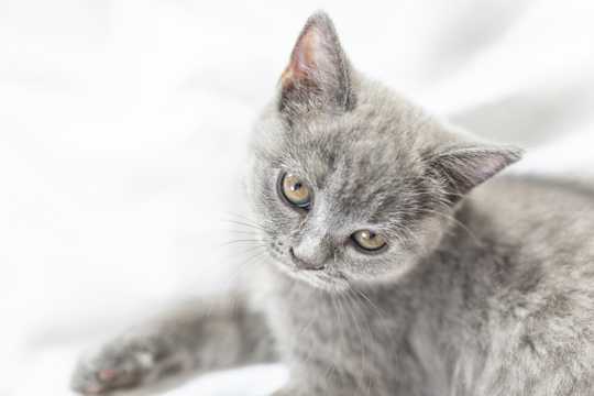 可人灰色猫咪图片