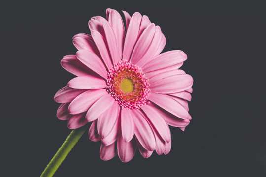 粉色非洲菊图片