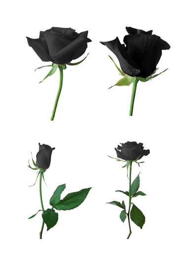 黑色玫瑰花图片