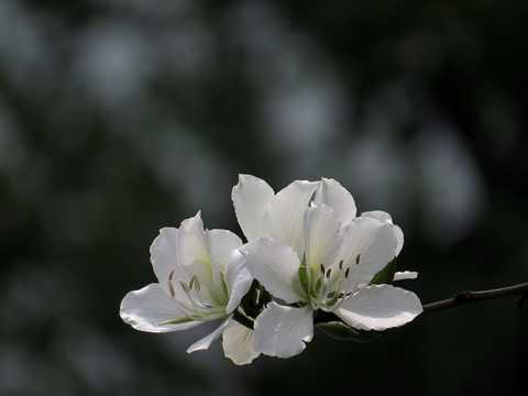 唯美白色紫荆花图片