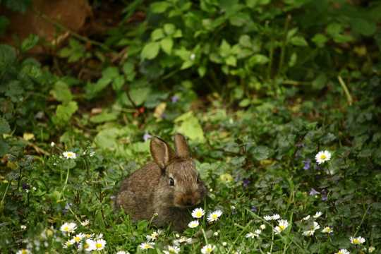 草场上的灰色兔子图片