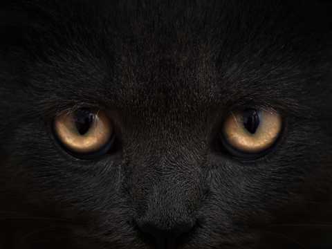 黑猫脸部特写图片