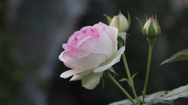 淡粉色的玫瑰花