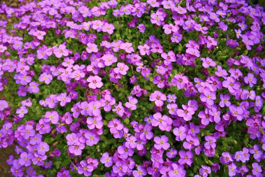 紫色小花草花海图片