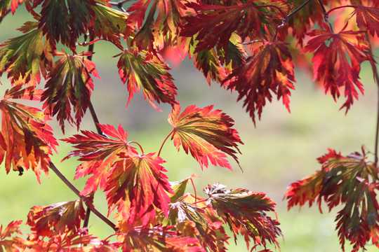秋日红树叶拍照图片