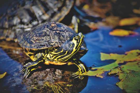 池塘乌龟休息图片