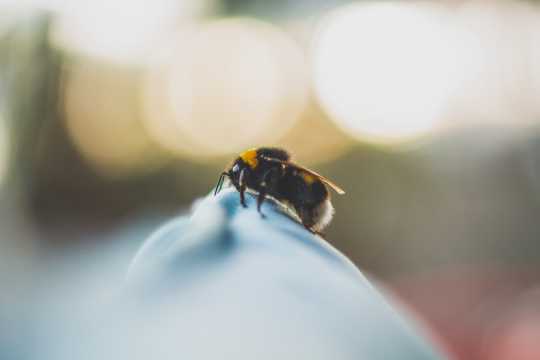 蜜蜂嗡嗡拍摄图片