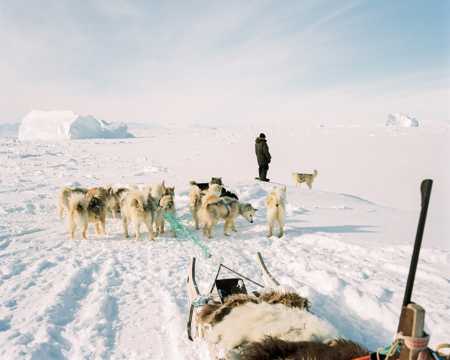 纯种阿拉斯加雪橇犬图片